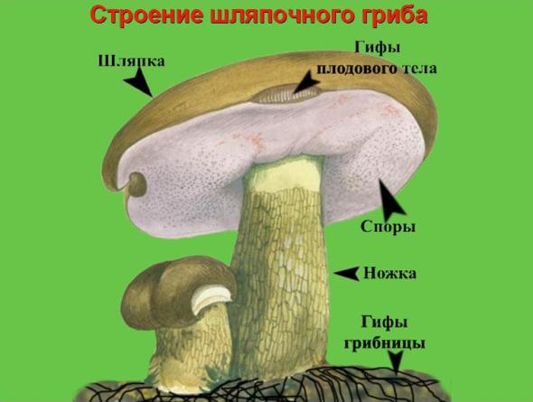 Презентация травка для звука р