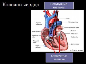 Презентация по биологии 8 класс Сердце и кровообращение