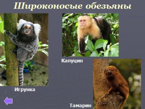 Презентация по биологии 9 класс Эволюция приматов