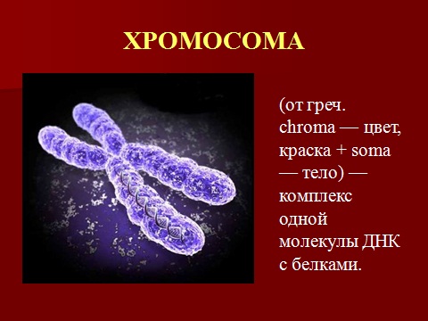Скачать презентацию на тему строение и свойства хромосом