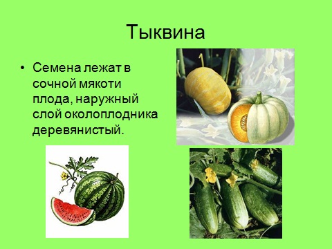 тыква, плоды огурца и арбуза арбуз, тыква, огурец