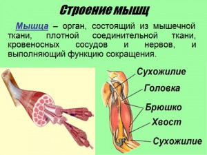 мышечная система человека