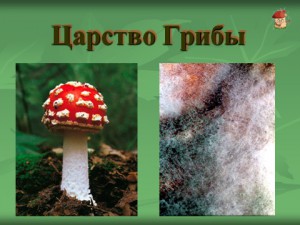лишанийки и грибы