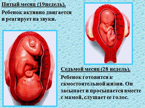стадия эмбриона