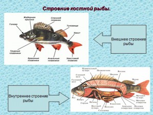 Рыбы презентация биология 7 класс