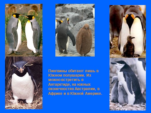 пингвины птицы