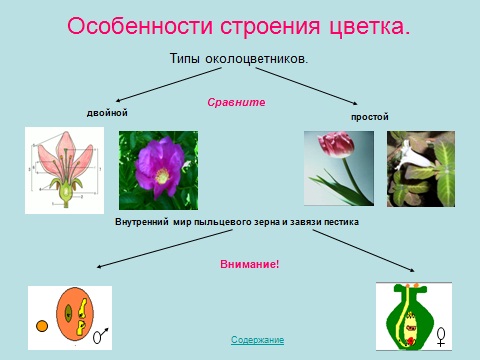 биология цветы строение чашечка околоцветник