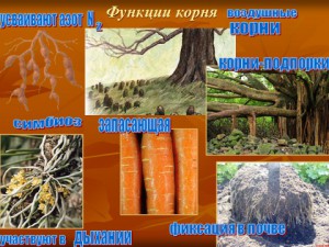корни растений и их виды