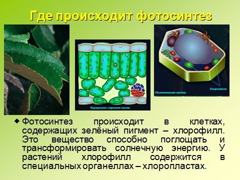 Фотосинтез 10 Класс Презентация