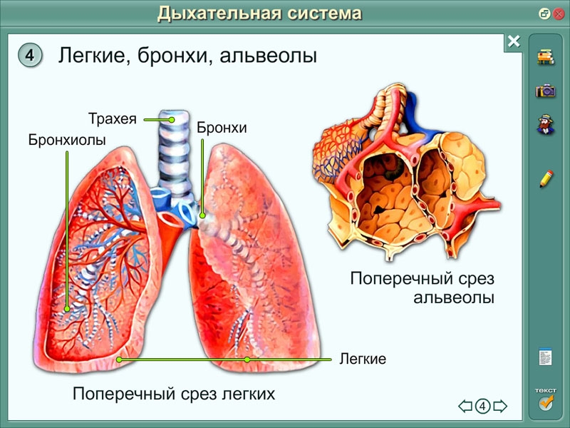 Контрольная работа по теме Пищеварение в кишечнике