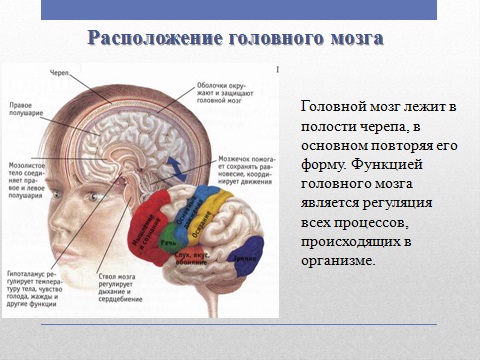 Головной мозг в презентации по биологии