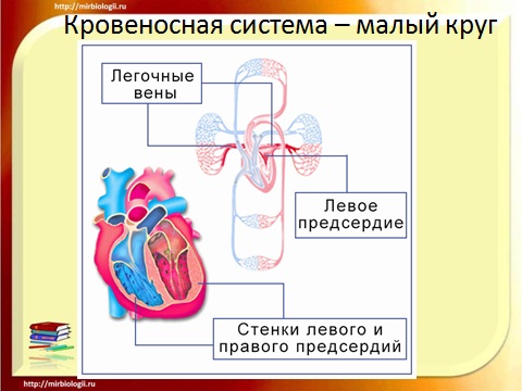 сердце и кровообращение у человека