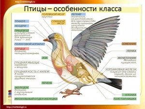 Общая харатеристика и особеннсти класса птицы а презентации по биологии