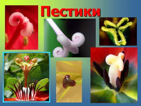 Растения и их органы размножения