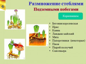 Презентация на тему размножение растений