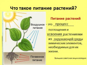 Презентация минеральное питание растений