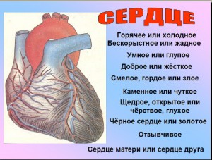 Сердце человека презентация по биологии