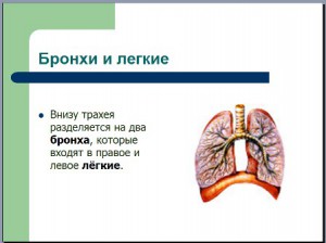 Презентация по биологии дыхание