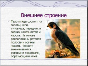 Птицы презентация по биологии