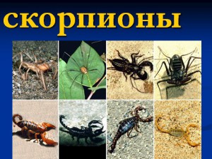 Презентация по биологии 7 класса Скорпионы