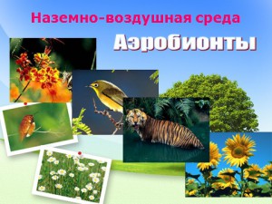 Презентация по биологии Среда обитания организмов