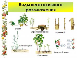 Презентация по биологии размножение растений