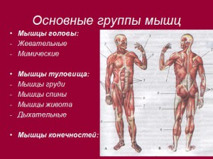 презентация по биологии 8 класс мышцы