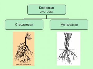 Презентация по биологии 6 класса на тему виды и типы корней