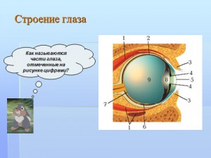 строение и функции глаз - зрительных анализаторов