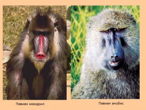 Приматы обезьяны человек