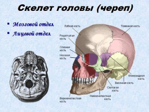 Скелет черепа презентация 8 класса биология