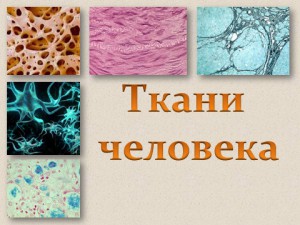 Ткани человека - презентация по биологии