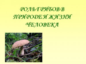 значение грибов
