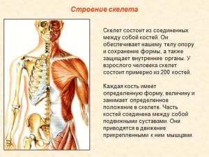 Презентация по биологии скелет человека
