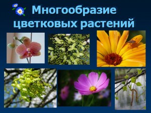 цветковые растения и их виды