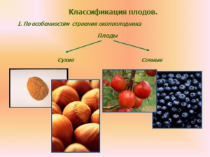 семена вкусные плоды