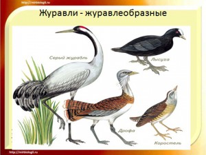 презентация по биологии 7 класса на тему Класс птицы