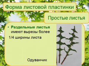 Презентация по биологии 6 класса на тему внутренее и внешнее строение листьев