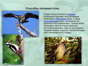 Птицы и их строение презентация биологии