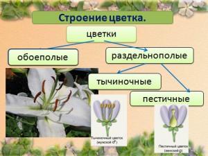 Презентация на тему строение цветка